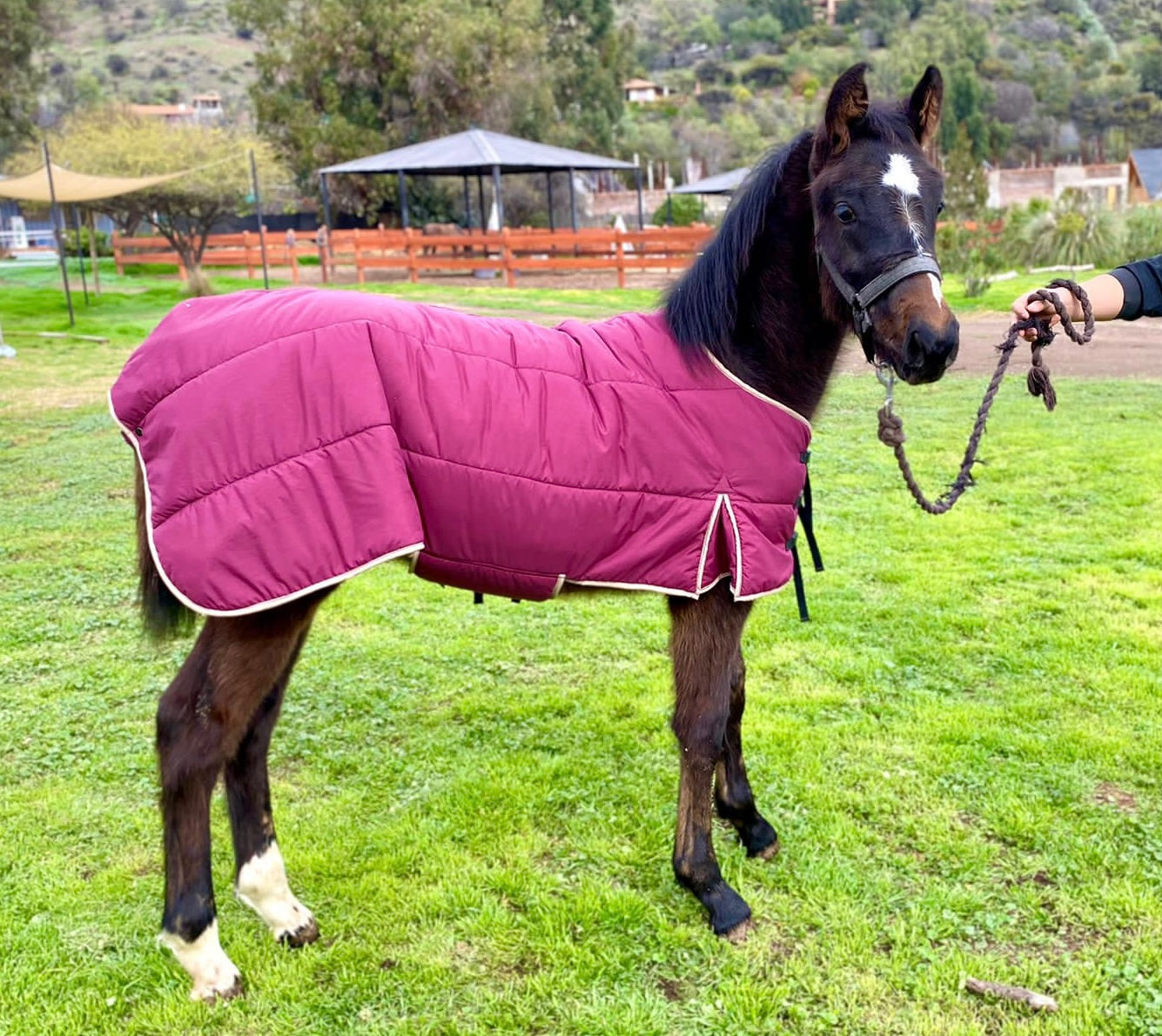 CAPAS PARA CABALLOS A MEDIDA (ver imagen)